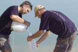 SUMAR: Christian Siebert und Dr. Tino Rödiger (beide UFZ) während der Probennahme von Grundwasser am Toten Meer.
Nach dem Abschluss des SUMAR-Projektes werden die Untersuchungen inzwischen im Rahmen des Projektes DESERVE (DEad SEa Research VEnue) von den Helmholtz-Zentren KIT (Karlsruhe), GFZ (Potsdam), UFZ (Halle) und lokalen Partnern fortgeführt. Ziel der Meteorologen, Hydrogeologen, Geologen und Geophysiker ist es, die Umweltrisiken, die Wasserverfügbarkeit und den Klimawandel ganzheitlich zu betrachten, um Lösungsansätze für eine einmalige Region zu bieten, damit nicht nur die biblischen Stätten auch in Zukunft noch besucht werden können, sondern auch die Menschen in dieser Region weiterleben können.Das Projekt “Sustainable Management of Water Resources (Quantity and Quality) in the Dead Sea Area (SUMAR)” wird im FONA-Forschungsschwerpunkt „Nachhaltiges Wassermanagement“ (NaWaM) innerhalb der Fördermaßnahme IWRM (Integrated Water Resources Management) gefördert.Israel, 2010