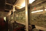BIOACID - Atlantische Kabeljaue in Aquarien Die Heincke-Expedition nach Spitzbergen im Sommer 2013 fand im Rahmen des sogenannten Fisch-Konsortiums statt, einem Teilprojekt von BIOACID, welches die Auswirkungen der Ozeanversauerung in einem sich erwärmenden Klima auf Interaktionen zwischen den Arten erforscht. Mithilfe der Forschungsexpedition nach Spitzbergen soll die Frage beantwortet werden, ob und in welchem Ausmaß der "eingewanderte" Atlantische Kabeljau und der "heimische" Polardorsch in einem Konkurrenzkampf zueinander stehen und inwiefern die zunehmende Versauerung des Meeres eine mögliche Rivalität beeinflusst. Fotoinhalt: Insgesamt 650 junge Atlantische Kabeljaue haben Wissenschaftler des Alfred-Wegener-Instituts während der Expedition in den Gewässern Spitzbergens gefangen. Um die Fische lebendig nach Bremerhaven zu bringen, ließen die Wissenschaftler einen Container mit 26 Aquarien an Bord ihres Forschungsschiffes Heincke installieren. Weitere Informationen zur Expedition finden Sie hier. Das Projekt BIOACID wird innerhalb der Meeresforschung im BMBF-Rahmenprogramm "Forschung für Nachhaltige Entwicklungen" (FONA) gefördert. Die zweite Phase läuft seit September 2012 für drei Jahre und wird vom GEOMAR Helmholtz-Zentrum für Ozeanforschung Kiel koordiniert. Das Projekt erforscht die Ozeanversauerung, die sich laut aktuellem wissenschaftlichem Stand eine ernsthafte Bedrohung für Meeresorganismen und –ökosysteme entwickeln kann. Ziel ist es die Kette von biologischen Mechanismen, über Reaktionen von Organismen, zu deren Auswirkungen auf Nahrungsnetze und Ökosysteme, bis hin zu den ökonomischen Konsequenzen zu erfassen und besser zu verstehen. Mehr Informationen zum Projekt finden Sie hier und unter http://www.bioacid.de/