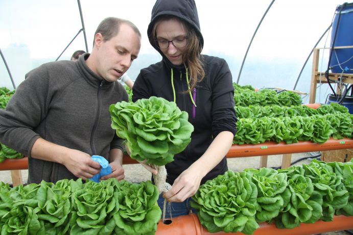 Verwurzelt: Ernte eines Salatkopfes. Neben den Salatköpfen wird bei der Ernte auch der im substratfrien System entstandene Wurzelraum sichtbar.