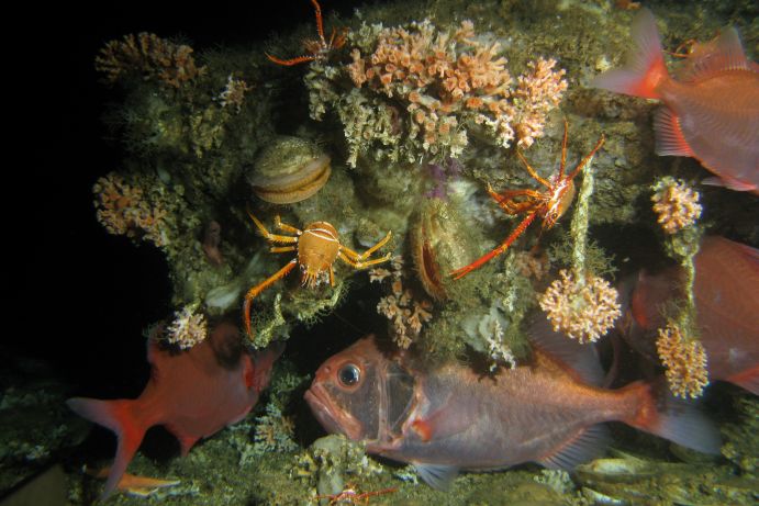 The stony cor­als Loph­elia pertusa and Mad­re­pora ocu­lata on a coral mound off Mauretania. The reefs, built by these stony cor­als, are an im­port­ant hab­itat for fish, crabs, mus­sels and many other dwell­ers.