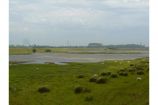 Projekt COMTESS, Schafbeweideter Polder in Zeeland Das Bild zeigt eine Polderfläche in den Niederlanden, die zum Wassermanagement genutzt wird und durch eine extensive Landnutzung gekennzeichnet ist (Schafbeweidung). Das Foto wurde im Rahmen des Verbundforschungsprojekts COMTESS im "Nachhaltigen Landmanagement" Programm erstellt. Die Aufnahme entstand am 30.05.2011 in der Region Zeeland in den Niederlanden.
Küstenschutzstrategien hinsichtlich ihrer ökologischen, soziologischen und ökonomischen Folgen stehen im Mittelpunkt des neuen Verbundforschungsprojekts COMTESS (Sustainable COastal Land Management: Trade-offs in EcoSystem Services), das vom Bundesministerium für Bildung und Forschung (BMBF) im Rahmen des Förderschwerpunkts „Nachhaltiges Landmanagement“ im Zeitraum 2011 bis 2016 mit 3,7 Mio. Euro gefördert wird. Koordiniert wird das Projekt von der Arbeitsgruppe Landschaftsökologie der Universität Oldenburg.
Weitere Informationen zum Projekt COMTESS finden Sie in der Ausgabe von Perspektive Erde "Klimawandel: Zeit zu handeln".
