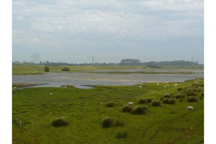 Projekt COMTESS, Schafbeweideter Polder in Zeeland Das Bild zeigt eine Polderfläche in den Niederlanden, die zum Wassermanagement genutzt wird und durch eine extensive Landnutzung gekennzeichnet ist (Schafbeweidung). Das Foto wurde im Rahmen des Verbundforschungsprojekts COMTESS im "Nachhaltigen Landmanagement" Programm erstellt. Die Aufnahme entstand am 30.05.2011 in der Region Zeeland in den Niederlanden.
Küstenschutzstrategien hinsichtlich ihrer ökologischen, soziologischen und ökonomischen Folgen stehen im Mittelpunkt des neuen Verbundforschungsprojekts COMTESS (Sustainable COastal Land Management: Trade-offs in EcoSystem Services), das vom Bundesministerium für Bildung und Forschung (BMBF) im Rahmen des Förderschwerpunkts „Nachhaltiges Landmanagement“ im Zeitraum 2011 bis 2016 mit 3,7 Mio. Euro gefördert wird. Koordiniert wird das Projekt von der Arbeitsgruppe Landschaftsökologie der Universität Oldenburg.
Weitere Informationen zum Projekt COMTESS finden Sie in der Ausgabe von Perspektive Erde "Klimawandel: Zeit zu handeln".
