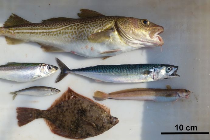 Artenvielfalt in der Fischgemeinschaft der Ostsee. Diese Fischarten wurden während einer BIO-C3 Ostsee-Ausfahrt mit dem Forschungsschiff Alkor gefangen. (Im Bild zu sehen im Uhrzeigersinn von oben: Dorsch, Makrele, Vierbärtelige Seequappe, Flunder, Sprotte, Hering.) Der Frage "Wie ist es um die biologische Vielfalt in der Ostsee bestellt?" widmet sich das BONUS Projekt BIO-C3 („Biodiversity changes: causes, consequences and management implications"), in dem Wissenschaftler aus Deutschland, Dänemark, Schweden, Polen, Estland, Finnland und Litauen gemeinsam die Ostsee erforschen. 
