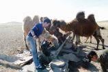 Projekt "Klimaschocks in der Mongolei": Kamele trinken aus einem Trog in der Wüste Das Projekt „Klimaschocks in der Mongolei“ untersucht die Auswirkungen von extremen Wetterereignissen aus der Mikroperspektive von Haushalten. Dazu erhebt das Projekt eine Längsschnitt-Haushaltsbefragung unter 1750 Familien in der westlichen Mongolei. Mit dem Forschungsschwerpunkt „Ökonomie des Klimawandels“ verfolgt das BMBF das Ziel, Kosten, Risiken und Chancen des Klimawandels besser abzuschätzen. Damit werden die Entscheidungsgrundlagen in Politik, Wirtschaft und Gesellschaft verbessert. Derzeit werden in 27 Projekten unterschiedliche Modelle entwickelt und Szenarien bewertet. Das Projekt wird in der aktuellen Ausgabe von Perspektive Erde "Neue Perspektiven für die Klimapolitik" vorgestellt.