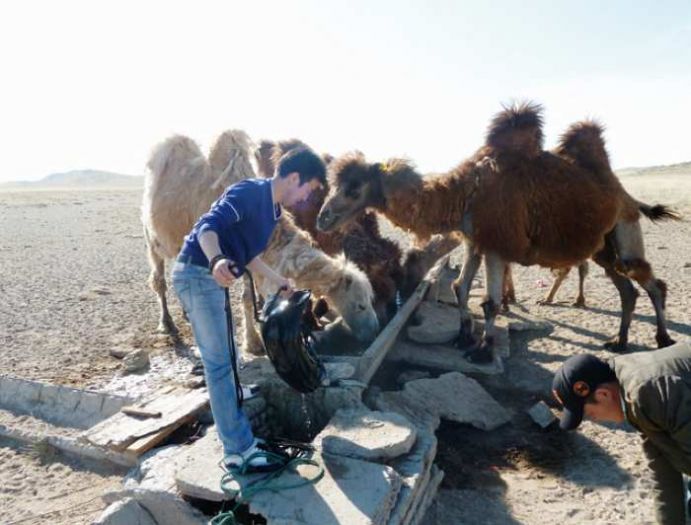Projekt "Klimaschocks in der Mongolei": Kamele trinken aus einem Trog in der Wüste Das Projekt „Klimaschocks in der Mongolei“ untersucht die Auswirkungen von extremen Wetterereignissen aus der Mikroperspektive von Haushalten. Dazu erhebt das Projekt eine Längsschnitt-Haushaltsbefragung unter 1750 Familien in der westlichen Mongolei. Mit dem Forschungsschwerpunkt „Ökonomie des Klimawandels“ verfolgt das BMBF das Ziel, Kosten, Risiken und Chancen des Klimawandels besser abzuschätzen. Damit werden die Entscheidungsgrundlagen in Politik, Wirtschaft und Gesellschaft verbessert. Derzeit werden in 27 Projekten unterschiedliche Modelle entwickelt und Szenarien bewertet. Das Projekt wird in der aktuellen Ausgabe von Perspektive Erde "Neue Perspektiven für die Klimapolitik" vorgestellt.