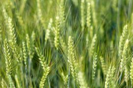 Close-up of Wheat Field