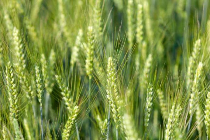 Close-up of Wheat Field