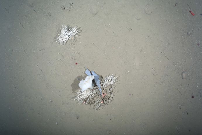 Ein Stück Plastik am HAUSGARTEN, dem Tiefsee-Observatorium des Alfred-Wegener-Instituts in der Framstraße. Diese Aufnahme stammt vom OFOS-Kamerasystem.