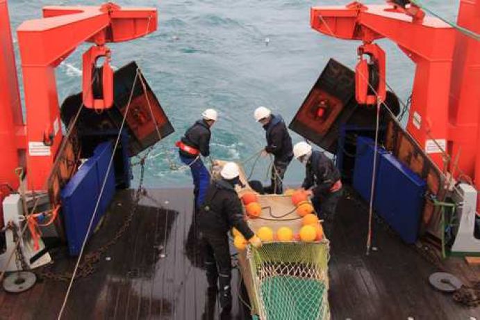 BIOACID - Der Fischlift wird zu Wasser gelassen Die Heincke-Expedition nach Spitzbergen im Sommer 2013 fand im Rahmen des sogenannten Fisch-Konsortiums statt, einem Teilprojekt von BIOACID, welches die Auswirkungen der Ozeanversauerung in einem sich erwärmenden Klima auf Interaktionen zwischen den Arten erforscht. Mithilfe der Forschungsexpedition nach Spitzbergen soll die Frage beantwortet werden, ob und in welchem Ausmaß der "eingewanderte" Atlantische Kabeljau und der "heimische" Polardorsch in einem Konkurrenzkampf zueinander stehen und inwiefern die zunehmende Versauerung des Meeres eine mögliche Rivalität beeinflusst. Fotoinhalt: Ziel der o.g. Expedition war es junge Atlantische Kabeljaue zu fangen und lebendig nach Bremerhaven zu bringen. Um die Fische deshalb möglichst schonend an Bord zu bringen, haben die Wissenschaftler einen so genannten Fischlift verwendet. Die Metallbox dieses Fangbehälters vermindert die Gefahr, dass sich die Fische beim Fang verletzen. Weitere Informationen zur Expedition finden Sie hier. Das Projekt BIOACID wird innerhalb der Meeresforschung im BMBF-Rahmenprogramm "Forschung für Nachhaltige Entwicklungen" (FONA) gefördert. Die zweite Phase läuft seit September 2012 für drei Jahre und wird vom GEOMAR Helmholtz-Zentrum für Ozeanforschung Kiel koordiniert. Das Projekt erforscht die Ozeanversauerung, die sich laut aktuellem wissenschaftlichem Stand eine ernsthafte Bedrohung für Meeresorganismen und –ökosysteme entwickeln kann. Ziel ist es die Kette von biologischen Mechanismen, über Reaktionen von Organismen, zu deren Auswirkungen auf Nahrungsnetze und Ökosysteme, bis hin zu den ökonomischen Konsequenzen zu erfassen und besser zu verstehen. Mehr Informationen zum Projekt finden Sie hier und unter http://www.bioacid.de/