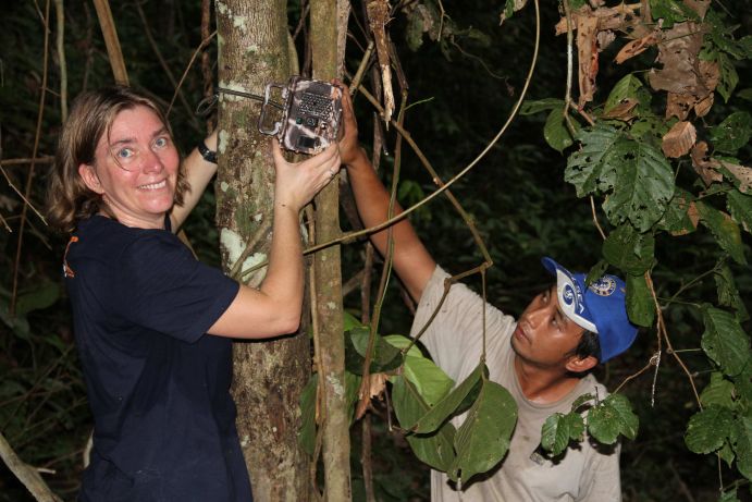 Mit Hilfe von Kamerafallen wird die Dichte und die Verteilung der Sabah Nashörner im Dschungel Malaysias ermittelt. Die hieraus resultierenden Ergebnisse sind notwendig, um Schutzmaßnahmen zu optimieren und Aufforstungsprojekte zu planen.  Das SabahRhino Project um das höchstbedrohte Sabah-Nashorn illustriert, wie ganzheitliche Forschung für den Artenschutz aussehen kann. Durchgeführt wird das Projekt vom Leibniz-Institut für Zoo- und Wildtierforschung (IWZ Berlin) und dem Leipziger Zoo mit dem Ziel die Naturschutzbemühungen der Regierung und der Borneo Rhino Alliance (BORA), einer lokalen Nichtregierungsorganisation, dabei zu unterstützen die letzten 30-50 Sabah Naßhörner (Dicerorhinus sumatrensis harrissoni) von Borneo , Malaysia, vor dem Aussterben zu retten. &nbsp; Biologische Vielfalt, auch Biodiversität genannt, ist die Grundlage einer langfristig gesicherten Existenz des menschlichen Lebens auf der Erde. Doch der Biodiversitätsverlust und die Zerstörung von Lebensräumen für Mensch und Tier nehmen schnell zu. Mit dem Rahmenprogramm FONA, "Forschung für nachhaltige Entwicklungen", zeigt das Bundesministerium für Bildung und Forschung (BMBF), wie wichtig es ist diese globale Herausforderung zu meistern. Derzeit unterstützt das BMBF verschiedene Projekte zur Entwicklung innovativer Lösungsansätze zum Biodiversitätsschutz und gegen die Zerstörung von Lebensräumen für Mensch und Tier.