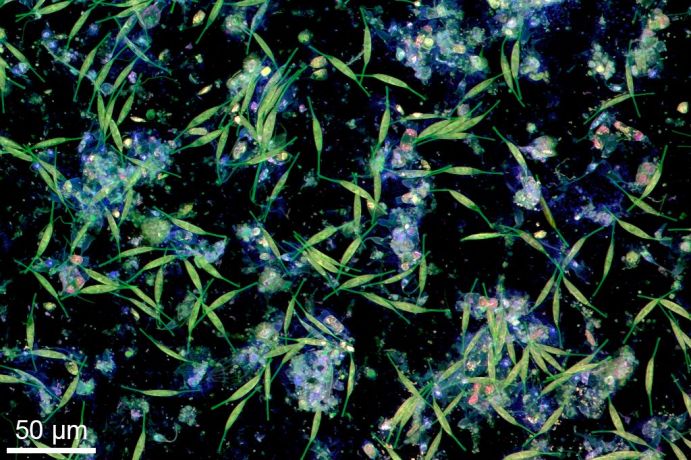 Von Bakterien und Mikroalgen auf einer Plastikoberfl&auml;che in Wasser aus der Kieler F&ouml;rde gebildeter Biofilm. Die Aufnahme wurde mit Konfokaler Laserrastermikroskopie angefertigt.