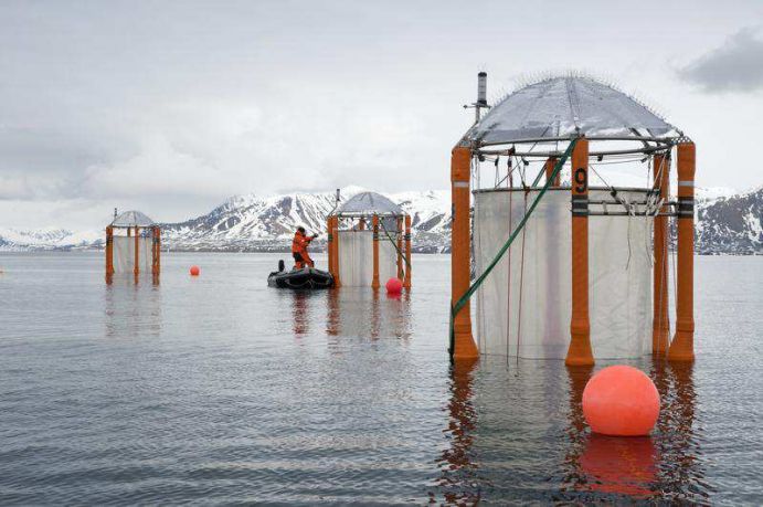 BIOACID - Verankerte KOSMOS Mesokosmen im schwedischen Gullmarfjord Für das Langzeit-Experiment zur Ozeanversauerung werden zehn KOSMOS Mesokosmen im schwedischen Gullmarfjord verankert. Das Experiment fand im Rahmen des Konsortiums 1 "Pelalgische Ökosysteme" statt, einem Teilprojekt von BIOACID. Dieses untersucht ökologische, biogeochemische und evolutionäre Reaktionen von pelalgischen Ökosystemen unter Ozeanversauerung. Hintergrund des Langzeit-Experiments war die Frage, wie komplexe Lebensgemeinschaften auf Ozeanversauerung reagieren und ob sie sich über längere Zeiträume an die neuen Umweltbedingungen anpassen können. Weitere Informationen zum Experiment finden Sie hier. Das Projekt BIOACID II wird innerhalb der Meeresforschung über das BMBF-Rahmenprogramm Forschung für Nachhaltige Entwicklungen (FONA) gefördert. Die zweite Phase läuft seit September 2012 für drei Jahre und wird vom GEOMAR Helmholtz-Zentrum für Ozeanforschung Kiel koordiniert. Das Projekt erforscht die Ozeanversauerung, die sich laut aktuellem wissenschaftlichem Stand eine ernsthafte Bedrohung für Meeresorganismen und –ökosysteme entwickeln kann. Ziel ist es die Kette von biologischen Mechanismen, über Reaktionen von Organismen, zu deren Auswirkungen auf Nahrungsnetze und Ökosysteme, bis hin zu den ökonomischen Konsequenzen zu erfassen und besser zu verstehen. Mehr Informationen zum Projekt finden Sie hier und unter http://www.bioacid.de/