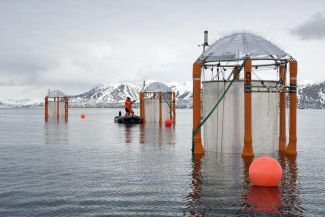 Ten KOSMOS Mesocosms are anchored&nbsp; in the swedish Gullmarfjord for the longterm experiment on ocean acidification.