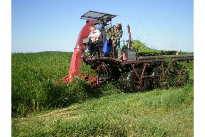 Paludikultur: Test einer modifizierten Seiga Schilferntemaschine zum Häckseln von Schilf Forschende der Universität  Greifswald haben im Projekt "Paludikultur"
nachgewiesen, dass die landwirtschaftliche Nutzung der Moore durchaus im
Einklang mit der Natur erfolgen kann. Die Feuchtbiotope müssen dafür
nicht trocken gelegt werden, sondern können in ihrem ursprünglichen
Zustand  genutzt werden. Paludikultur, zusammengesetzt aus den lateinischen Wörtern „palus“
(Sumpf) und „cultura“ (Bewirtschaftung) ist die land- oder
forstwirtschaftliche Nutzung von nassen oder wiedervernässten Moorböden.
Fotoinhalt: Statt eines Mähbalkens incl. Bindmaschine für Reetbunde wurde ein leichter Feldhäcksler angebaut, um Häckselgut zu gewinnen. Statt des offenen Rahmens, in dem normalerweise die Rohbunde gestapelt werden, müsste für den Transport ein großvolumiger Biomassebunker aufgebaut werden (Rozwarowo, West Pommern, Polen 2008).
Weitere Informationen finden Sie hier.
Am
22.11.2013 verlieh das Bundesministerium für Bildung und Forschung
(BMBF) im Rahmen des Deutschen Nachhaltigkeitspreises bereits zum
zweiten Mal den Forschungspreis „Nachhaltige Entwicklungen". Dieses Jahr
wurde das Projekt „Vorpommern Initiative Paludikultur (VIP)“ von der
Universität Greifswald ausgezeichnet. Georg Schütte, Staatssekretär im
Bundesforschungsministerium,
bezeichnete das Projekt als beispielhaft für die Forschung zur
Nachhaltigkeit.
Wissenschaftler der Universität haben
nachgewiesen, dass die landwirtschaftliche Nutzung der Moore durchaus im
Einklang mit der Natur erfolgen kann. Die Feuchtbiotope müssen dafür
nicht trocken gelegt werden, sondern können in ihrem ursprünglichen
Zustand  genutzt werden.