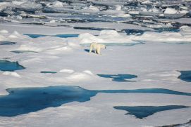 A polar bear on arctic sea-ice