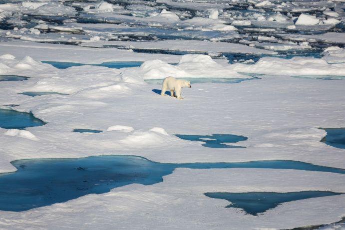 Ein Eisbär auf arktischem Meereis