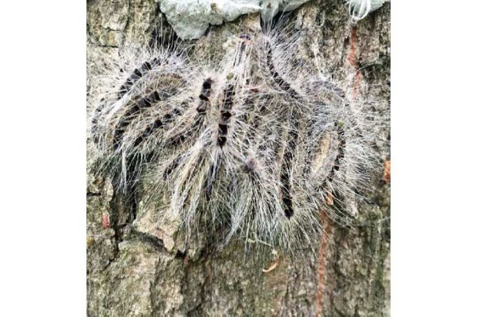 Raupen des Eichenprozessionspinners an Untersuchungsbaum im befallenen Eichenbestand; Projekt MOPM (Modelling Oak Processionary Moth).Im Forschungsprojekt „MOPM“ (Modelling Oak Processionary Moth) werden an der Georg-August-Universität Göttingen Risiken und Auswirkungen der Massenverbreitung dieses Insektes untersucht. Das Ziel: Ein nachhaltiges Forstmanagement sowie Gesundheitsrisikokontrolle in urbanen und ruralen Eichenwäldern Europas. Das Projekt MOPM wird im Rahmen der BMBF-geförderten Nachwuchsgruppen Globaler Wandel 4+1 gefördert . Dieses Förderprogramm ermöglicht jungen Wissenschaftlerinnen und Wissenschaftlern, mit außergewöhnlichen und innovativen Forschungsideen den Herausforderungen des Globalen Wandels zu begegnen und umsetzbare Lösungen zu finden.Weitere Informationen zum Projekt MOPM finden Sie in der aktuellen Ausgabe von Perspektive Erde „Junge Wissenschaft“ http://www.fona.de/de/20438.