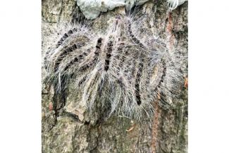 Raupen des Eichenprozessionspinners an Untersuchungsbaum im befallenen Eichenbestand; Projekt MOPM (Modelling Oak Processionary Moth).Im Forschungsprojekt „MOPM“ (Modelling Oak Processionary Moth) werden an der Georg-August-Universität Göttingen Risiken und Auswirkungen der Massenverbreitung dieses Insektes untersucht. Das Ziel: Ein nachhaltiges Forstmanagement sowie Gesundheitsrisikokontrolle in urbanen und ruralen Eichenwäldern Europas. Das Projekt MOPM wird im Rahmen der BMBF-geförderten Nachwuchsgruppen Globaler Wandel 4+1 gefördert . Dieses Förderprogramm ermöglicht jungen Wissenschaftlerinnen und Wissenschaftlern, mit außergewöhnlichen und innovativen Forschungsideen den Herausforderungen des Globalen Wandels zu begegnen und umsetzbare Lösungen zu finden.Weitere Informationen zum Projekt MOPM finden Sie in der aktuellen Ausgabe von Perspektive Erde „Junge Wissenschaft“ http://www.fona.de/de/20438.