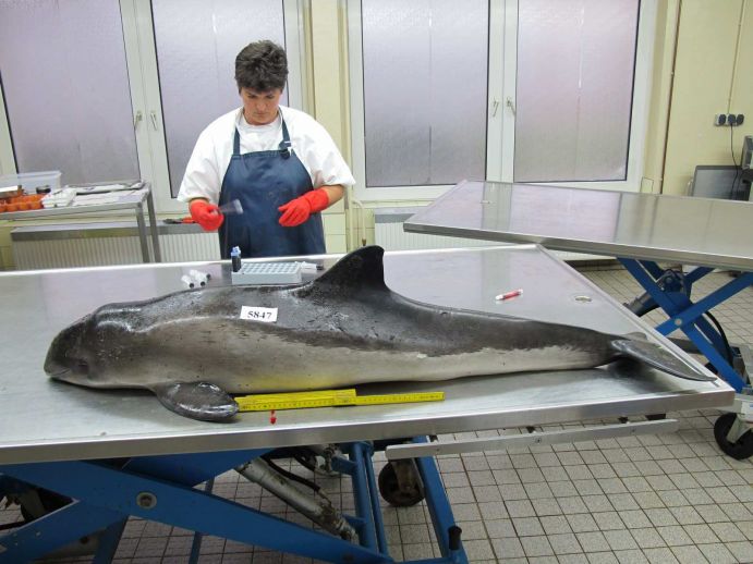 Veterinarian Prof Ursula Siebert autopsying a porpoise