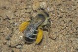 Wildbienenprojekt: Hosenbiene Erkennungsmerkmale: Die Hosenbiene ist mit 12 bis 14 Millimeter etwa so groß wie die Honigbiene. Trotz der Ähnlichkeit zwischen den beiden Arten lässt sich die Hosenbiene anhand von zwei Merkmalen klar von der Honigbiene unterscheiden: Die Weibchen haben an den Hinterbeinen eine sehr lange, gelb-orangefarbene Behaarung für den Transport von Pollen. Außerdem fallen die intensiv weiß gefärbten Binden auf dem Hinterleib ins Auge.