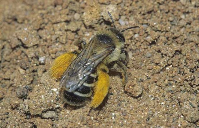 Erkennungsmerkmale: Die Hosenbiene ist mit 12 bis 14 Millimeter etwa so groß wie die Honigbiene. Trotz der Ähnlichkeit zwischen den beiden Arten lässt sich die Hosenbiene anhand von zwei Merkmalen klar von der Honigbiene unterscheiden: Die Weibchen haben an den Hinterbeinen eine sehr lange, gelb-orangefarbene Behaarung für den Transport von Pollen. Außerdem fallen die intensiv weiß gefärbten Binden auf dem Hinterleib ins Auge.