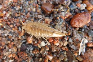 Saduria entomon, das benthische Gletscherrelikt eines Isopodenkrebses aus Gotlandbecken, das Mayya Gogina erforscht.