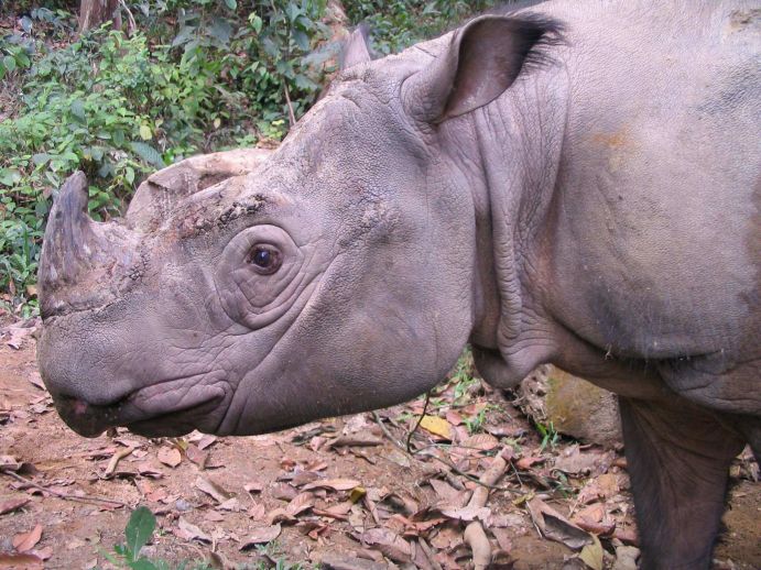 Als Botschafter des Regenwaldes ermöglicht das Sabah Nashorn auf die Bedrohung seines Lebensraums und den darin lebenden Arten aufmerksam zu machen.  Das SabahRhino Project um das höchstbedrohte Sabah-Nashorn illustriert, wie ganzheitliche Forschung für den Artenschutz aussehen kann. Durchgeführt wird das Projekt vom Leibniz-Institut für Zoo- und Wildtierforschung (IWZ Berlin) und dem Leipziger Zoo mit dem Ziel die Naturschutzbemühungen der Regierung und der Borneo Rhino Alliance (BORA), einer lokalen Nichtregierungsorganisation, dabei zu unterstützen die letzten 30-50 Sabah Naßhörner (Dicerorhinus sumatrensis harrissoni) von Borneo , Malaysia, vor dem Aussterben zu retten. &nbsp; Biologische Vielfalt, auch Biodiversität genannt, ist die Grundlage einer langfristig gesicherten Existenz des menschlichen Lebens auf der Erde. Doch der Biodiversitätsverlust und die Zerstörung von Lebensräumen für Mensch und Tier nehmen schnell zu. Mit dem Rahmenprogramm FONA, "Forschung für nachhaltige Entwicklungen", zeigt das Bundesministerium für Bildung und Forschung (BMBF), wie wichtig es ist diese globale Herausforderung zu meistern. Derzeit unterstützt das BMBF verschiedene Projekte zur Entwicklung innovativer Lösungsansätze zum Biodiversitätsschutz und gegen die Zerstörung von Lebensräumen für Mensch und Tier.