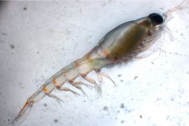 Bis zu drei Zentimeter k&ouml;nnen Exemplare der Krill-Art Thysanoessa inermis gro&szlig; werden. Die Kleinkrebse z&auml;hlen zu den wichtigsten Nahrungsquellen von Heringen.