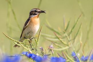 Braunkehlchen auf einer Rapsschote im Rapsfeld mit Kornblumen (Adobe Stock / mirkograul)