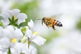 Eine intakte Natur ist unverzichtbare für das menschliche Wohlergehen 