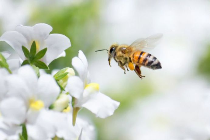 Eine intakte Natur ist unverzichtbare für das menschliche Wohlergehen 