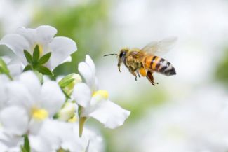 Eine intakte Natur ist unverzichtbare für das menschliche Wohlergehen 