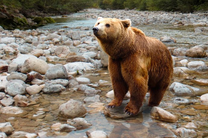 Braunbär auf Steinen am Flussufer (pixabay / Gellinger)