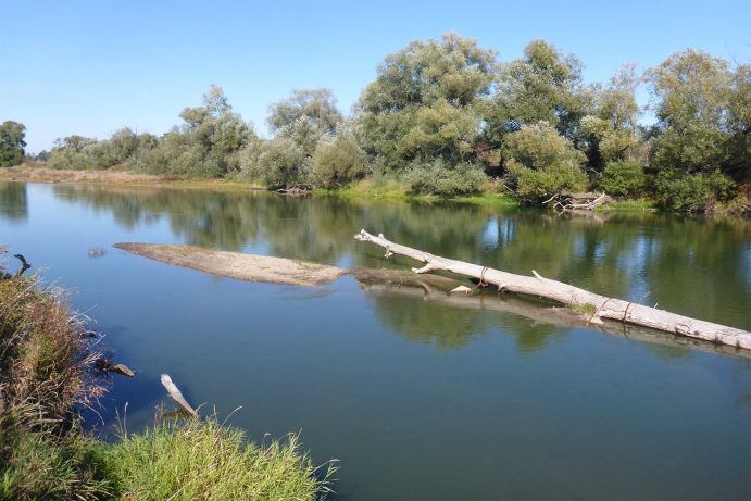 Um den Strukturreichtum der Mulde weiter zu erhöhen, werden sechs Raubäume in den Fluss eingebracht. Baumstamm in Fluss