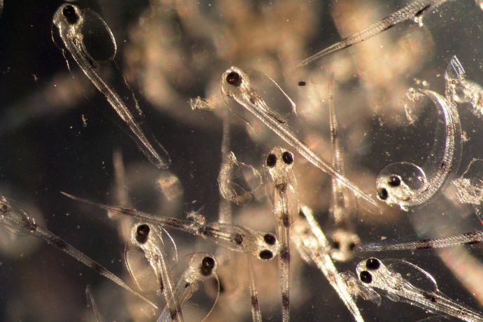 Dorschlarven kommen mit veränderten pH-Werten im Meerwasser nur schlecht zurecht. Transparente Dorschlarven