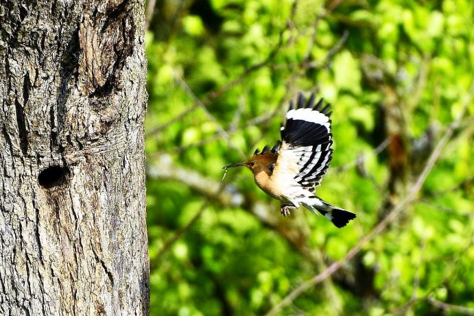 The hoopoe is in great danger in Germany.