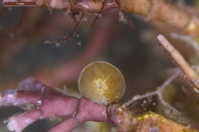 Detailaufnahme der invasiven Foraminifere Amphistegina lobifera.