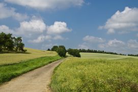 Ein Weg f&uuml;hrt durch gr&uuml;ne Wiesen und Feldern.