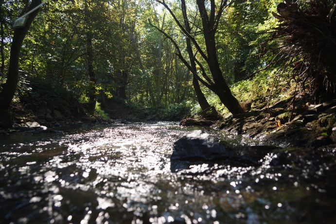 Erlenbach flie&szlig;t durch den Wald