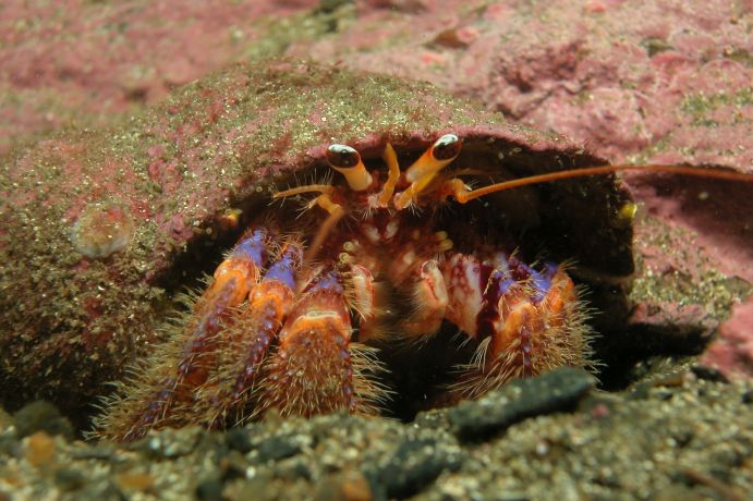 Hermit crabs, like Pagurus comptus, have to change their shell during their growth repeatedly. Often the shells are overgrown by numerous other organisms.