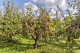 Insekten best&auml;uben die Apfelbl&uuml;ten und reduzieren die Sch&auml;dlinge. Damit verbessern sie die Fruchtmenge und -qualit&auml;t.