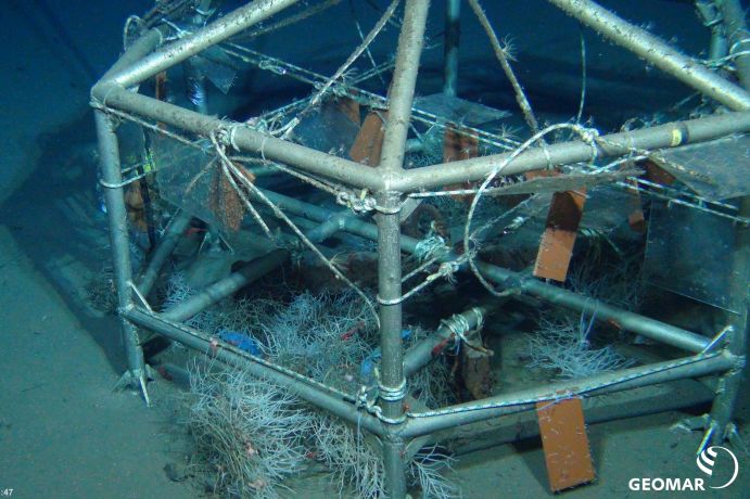 Wissenschaftler des Alfred-Wegener-Instituts haben untersucht, welche Arten sich in der arktischen Tiefsee ansiedeln. Dafür brachten Sie Besiedlungsplatten an einem Stahlgerüst befestigt aus, die mit Hilfe eines Unterwasserroboters ünber eine Dauer von 18 Jahren fotografiert und beprobt wurden. Mehrere Seile und kleine Scheiben sind an einem Stahlgerüst auf dem Meeresboden befestigt. Dadrunter wachsen Tiefseepflanzen.