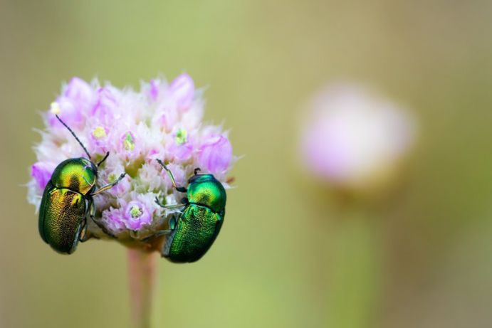 Die Anzahl an Fluginsekten ist in den vergangenen drei Jahrzehnten in Deutschland drastisch zurückgegangen.