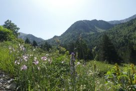 Das neue Verbundprojekt Biodiv-Support untersucht die Folgen des Klimawandels auf Biodiversität und Ökosystemleistungen in Gebirgsregionen, wie den Pyrenäen.