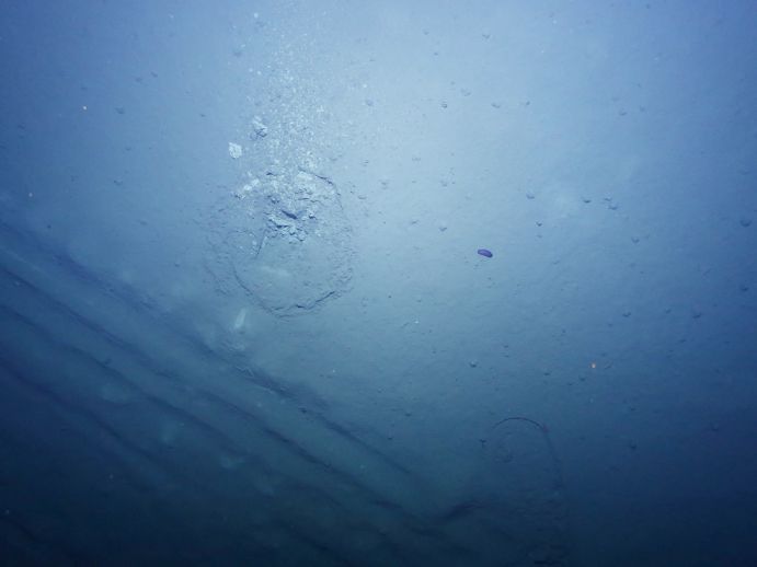 Eines von mehreren 100.000 Fotos des Meeresbodens des DISCOL-Gebietes, die das AUV ABYSS 2015 aufgenommen hat. Unten links sind deutlich Pflugspuren von 1989 zu erkennen, in der Mitte Spuren einer jüngeren Beprobung. In der Bildmitte ist außerdem eine Seegurke zu sehen. In dieser Aufnahme des Meeresbodens sieht man Pflugspuren von zwei verschiedenen Beprobungen, sowie eine kleine Seegurke.