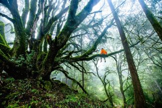 Eine Person in einer orangenen Regenjacke sitzt auf dem Ast eines riesiegen Baumes der mit Moos bedeckt ist. Im Hintergrund sind andere ähnliche Bäume und Nebel zu sehen. Die Person erscheint klein in diesem Umfeld.
