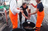 Das Forscher-Team bei der Entnahme von Sedimentproben, die der Multicorer in der Nacht zuvor an die Oberfläche befördert hat. Drei Wissenschaflter*innen inspizieren Sedimentproben vom Meeresboden.