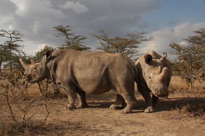 Mit hochtechnologischen Methoden versucht das Projekt BioRescue das Nördliche Breitmaulnashorn zu erhalten. Das Bild zeigt die beiden letzten lebenden Tiere – Najin und Fatu. Zwei Nashörner in der Savanne.