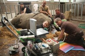 Prof. Hildebrandt (Leibniz-IZW) and his team in action with a Southern White Rhino in a zoo in Chorzow, Poland.