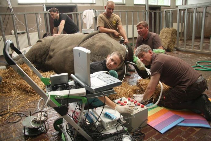 Prof. Hildebrandt (Leibniz-IZW) and his team in action with a Southern White Rhino in a zoo in Chorzow, Poland. Prof. Hildebrandt (Leibniz-IZW) and his team in action with a Southern White Rhino in a zoo in Chorzow, Poland.